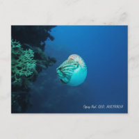 Nautilus Grande barrière récif Mer de corail