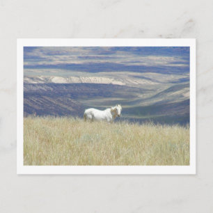 Carte Postale Né Libre Cheval Mustang