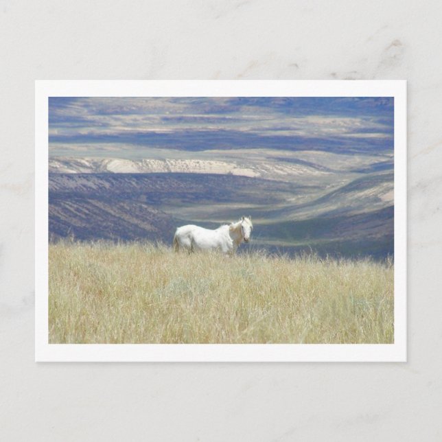 Carte Postale Né Libre Cheval Mustang (Devant)