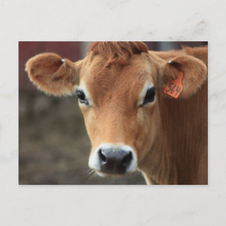 Carte Postale Ne pensez-vous pas que je suis jolie Jersey Cow