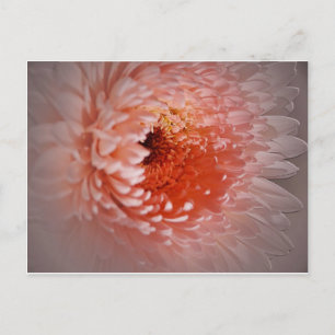 Carte Postale Né Pour Réussir