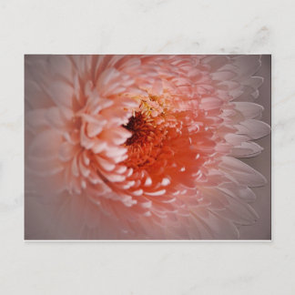 Carte Postale Né Pour Réussir