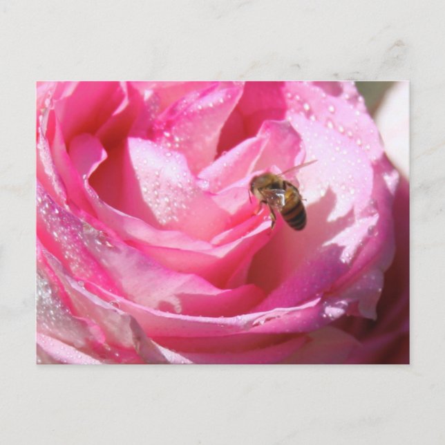 Carte Postale Nectar sucré après une légère pluie douche, abeill (Devant)