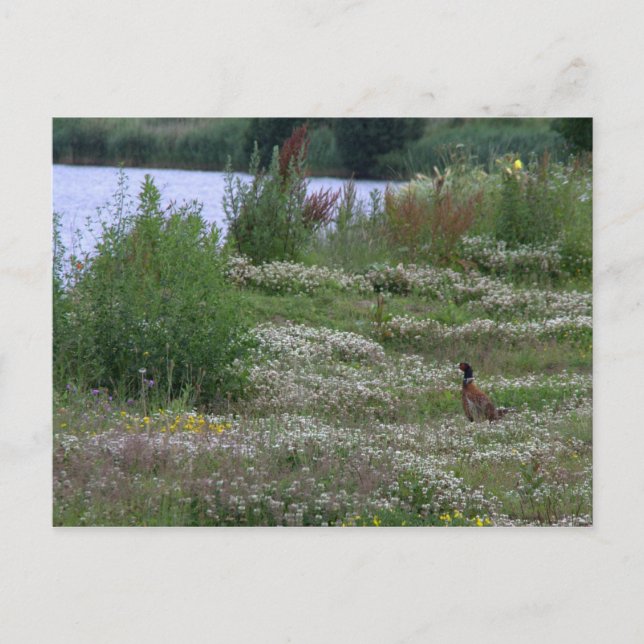 Carte Postale Nedereindse Plas (Devant)