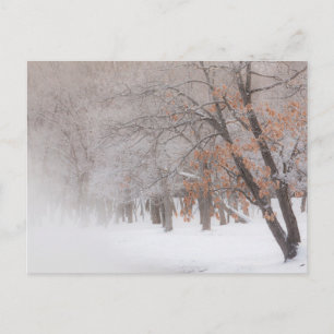 Carte Postale Neige d'hiver Lac Kussharo