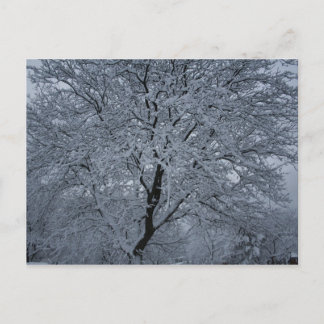 Carte Postale Neige d'hiver sur un arbre