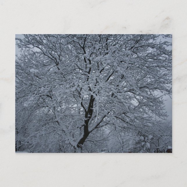 Carte Postale Neige d'hiver sur un arbre (Devant)