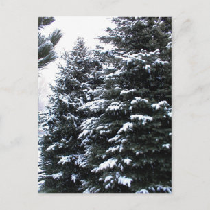 Carte Postale Neige Sur Les Firs