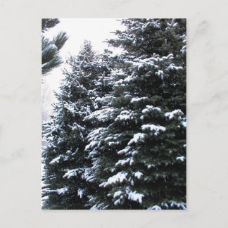 Carte Postale Neige Sur Les Firs
