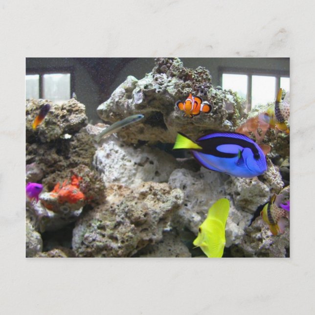 Carte Postale Nemo Avec Son Gang (Devant)