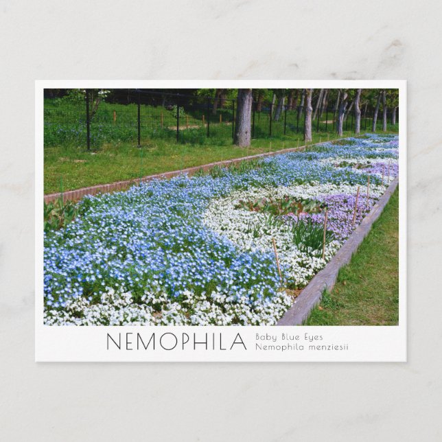Carte Postale Nemophila Flower Bed (Devant)
