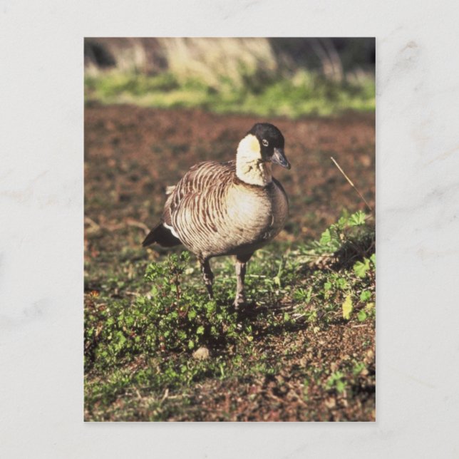 Carte Postale Nene Goose (Oie hawaïenne) (Devant)