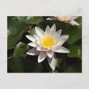 Carte postale Nénuphar