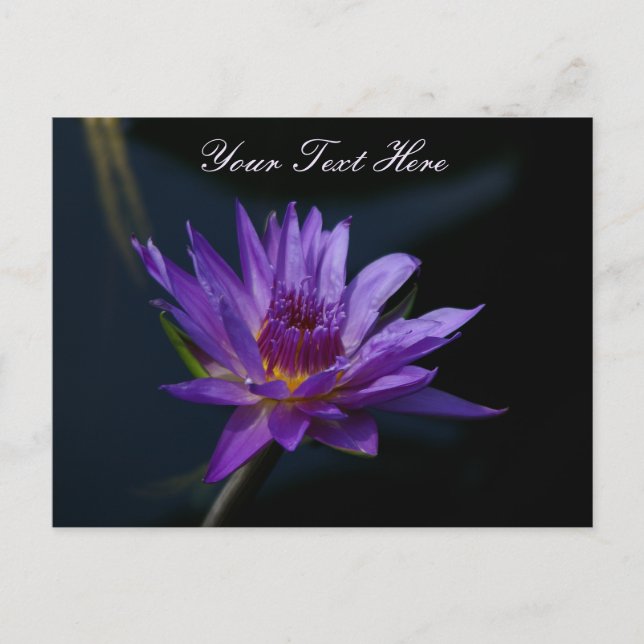 Carte Postale Nénuphar de Lotus pourpre (Devant)