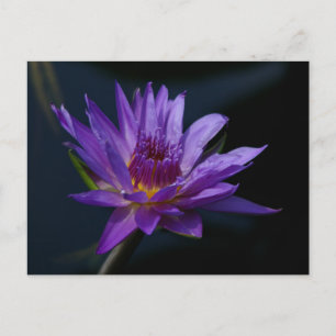 Carte Postale Nénuphar de Lotus pourpre