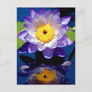 Carte Postale Nénuphar Hardy