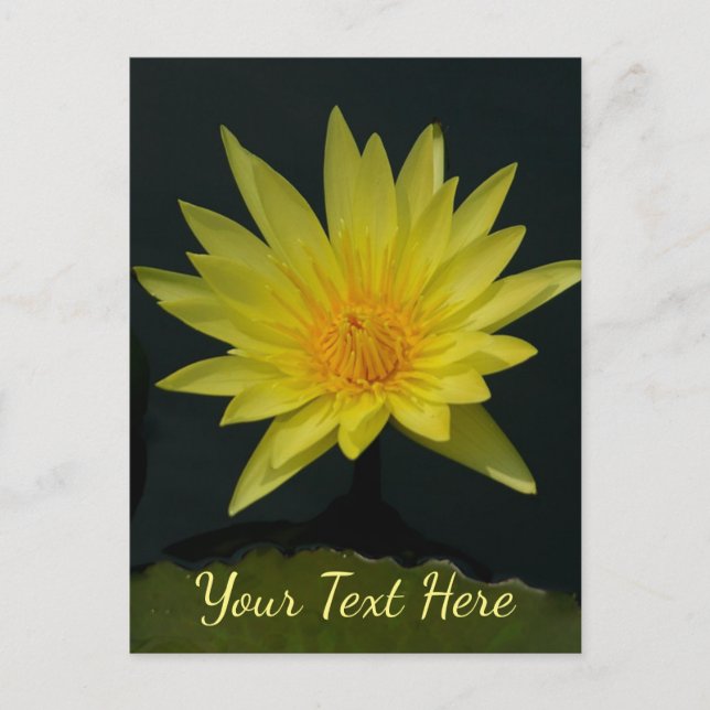 Carte Postale Nénuphar Lotus jaune (Devant)