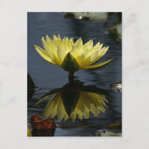 Carte postale Nénuphar Lotus jaune