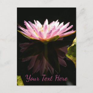 Carte Postale Nénuphar Lotus Rose