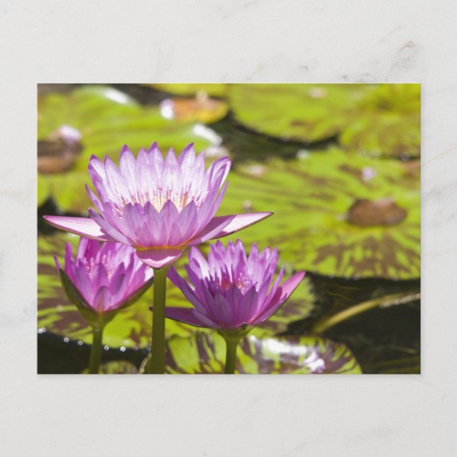 Carte Postale nénuphar rose (Devant)