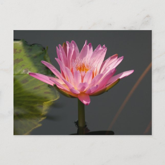 Carte Postale Nénuphar rose Lotus (Devant)
