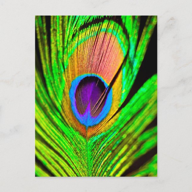 Carte Postale Neon Colors Peacock Feather (Devant)
