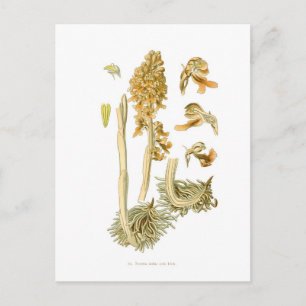 Carte Postale Neottia nidus avis
