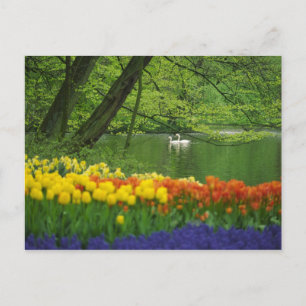 Carte Postale Netherlands, Lisse. White swans on pond amid