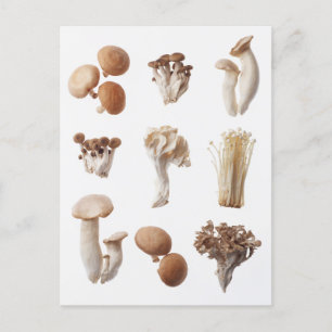 Carte Postale Neuf Champignons Brown