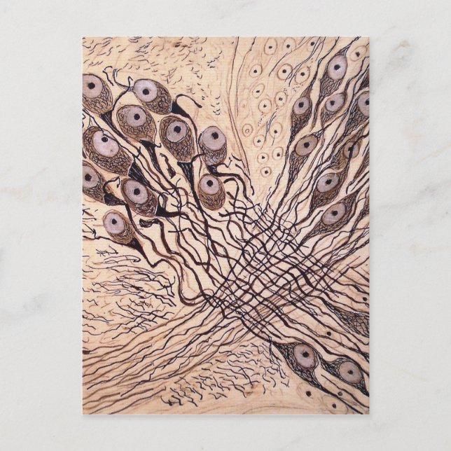 Carte Postale Neurones de Cajal 1 (Devant)