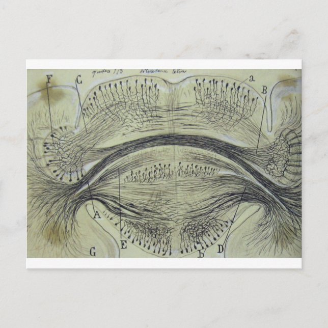 Carte Postale neurones de la colonne vertébrale de Cajal - 5 (Devant)