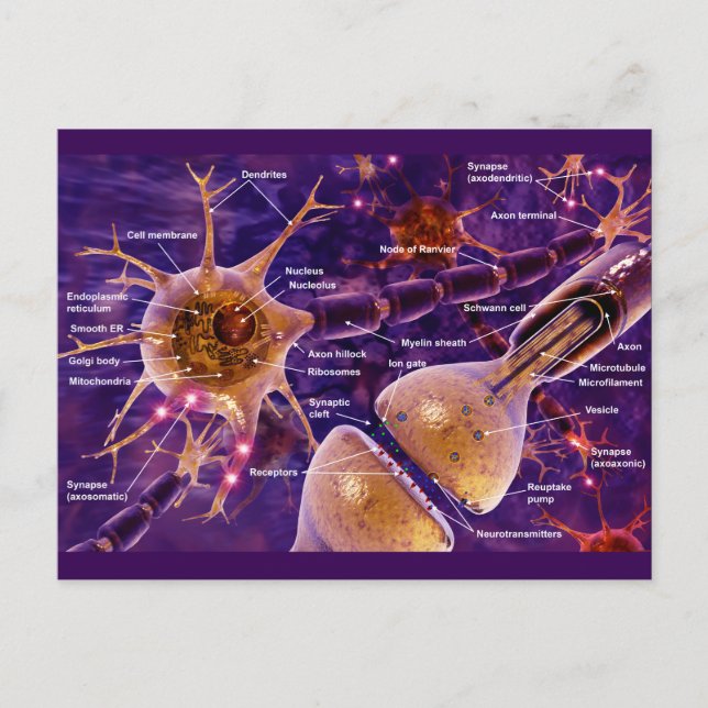 Carte Postale Neurones moteurs (Devant)