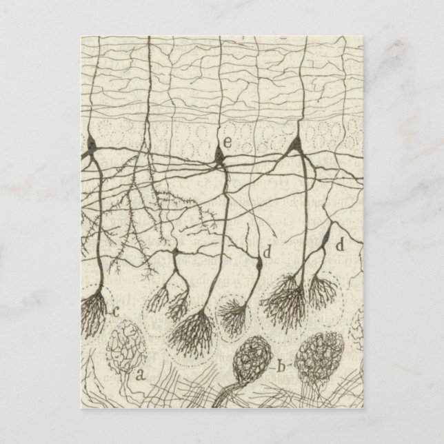 Carte Postale Neurons de Cajal 8 (Devant)