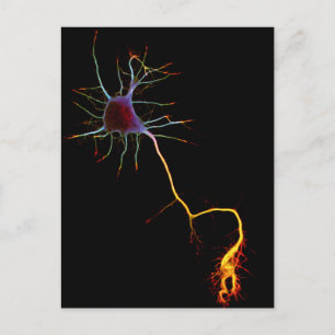 Carte Postale Neuroscience, neurone, science