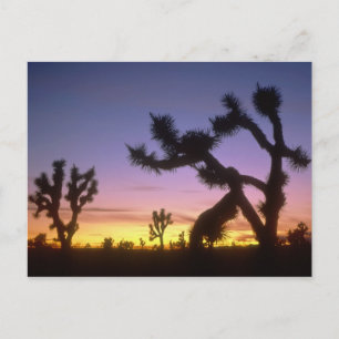 Carte Postale NEVADA. ÉTATS-UNIS. Arbres de Josué Yucca brevifol