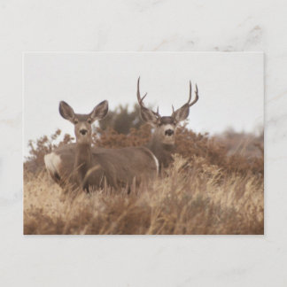 CARTE POSTALE NEVADA MULE DEER