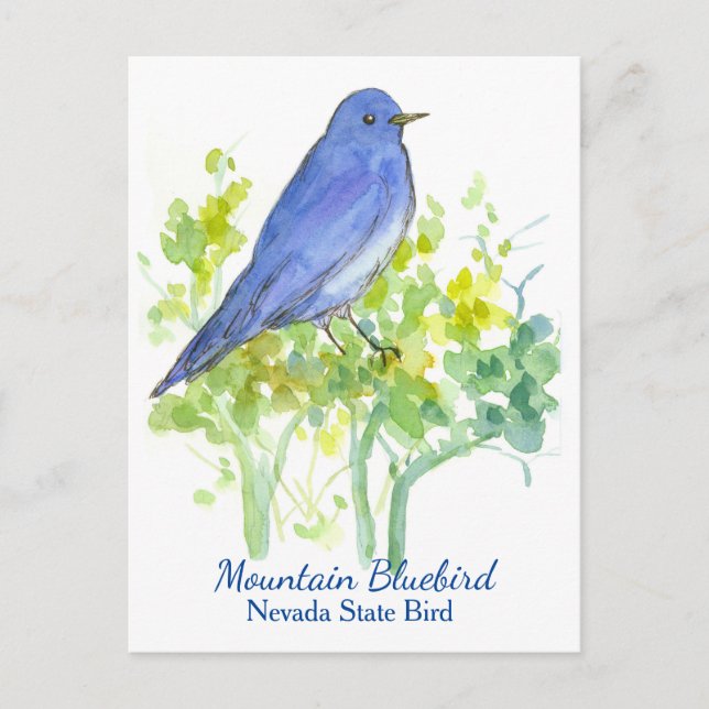 Carte Postale Nevada State Bird Mountain Bluebird (Devant)