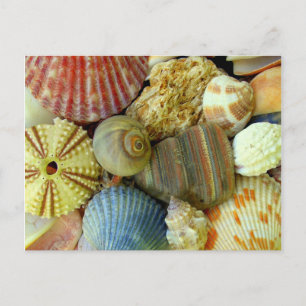 Carte postale New Address Sea Urchin and Seashells