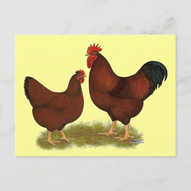 Carte Postale New Hampshire Reds (Devant)