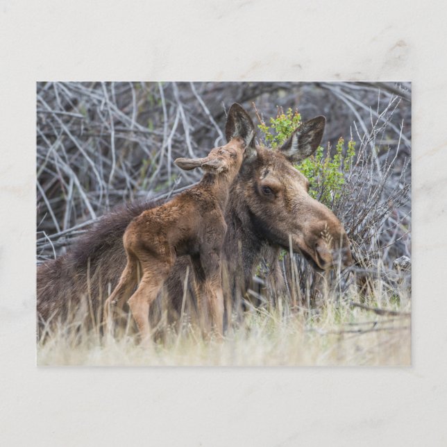 Carte Postale Newborn Moose Calf Nuzzling its Mother (Devant)