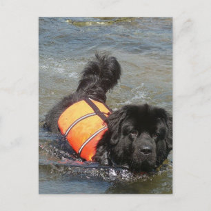 Carte postale Newfie Water Secourt