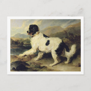 Carte Postale Newfoundland Dog Called Lion, 1824 (oil on canvas)