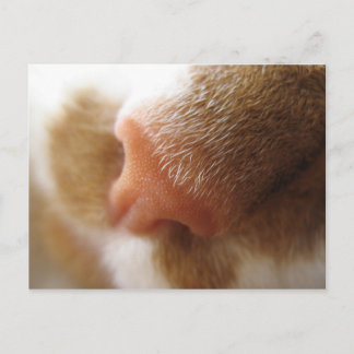 Carte Postale Nez de chat