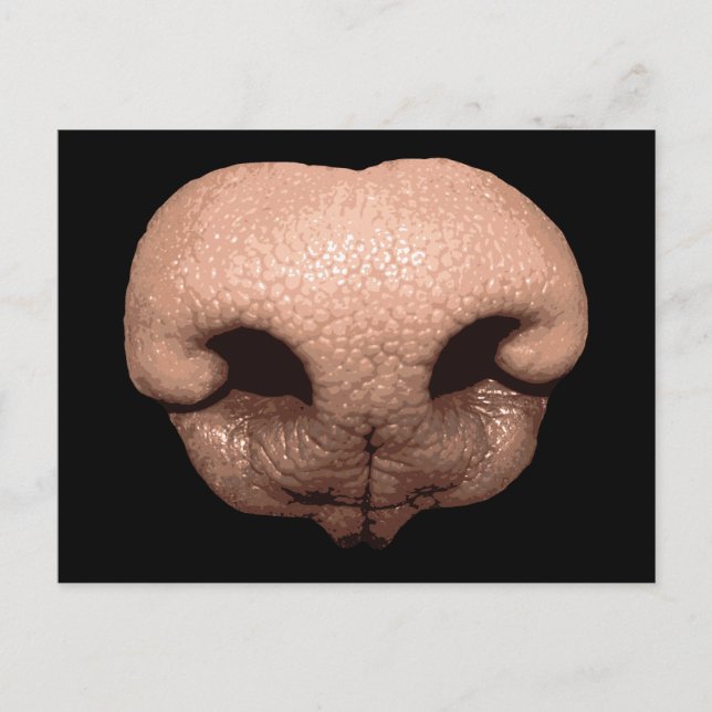 Carte Postale Nez de chien géant (Devant)