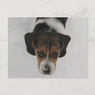 Carte Postale Nez gelé