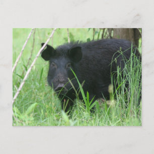 Carte Postale Nez sale