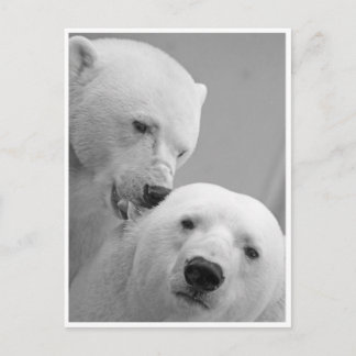 Carte Postale Nibbles de l'ours polaire