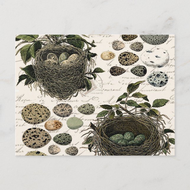 Carte Postale Niches et oeufs Vintages (Devant)