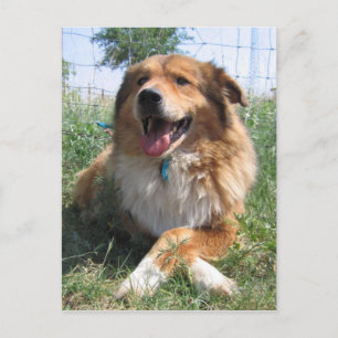 Carte Postale Nicholas