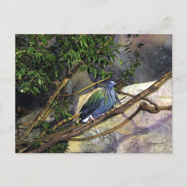 Carte Postale Nicobar Pigeon (Devant)